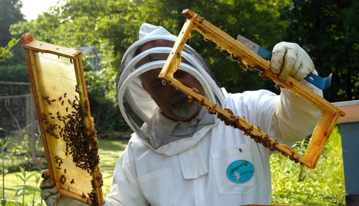 beekeeper hive inspection 682943